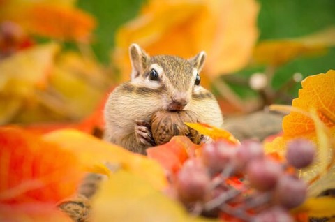 秋の激美味ダイエットスムージー